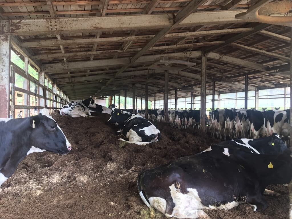 戻し堆肥 ベッド 酪農 畜産 快適 暑さ対策